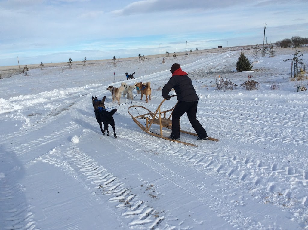 Annas Ark Dog Training, Walking and Boarding | RR 2, Blackie, AB T0L 0J0, Canada | Phone: (403) 684-3641