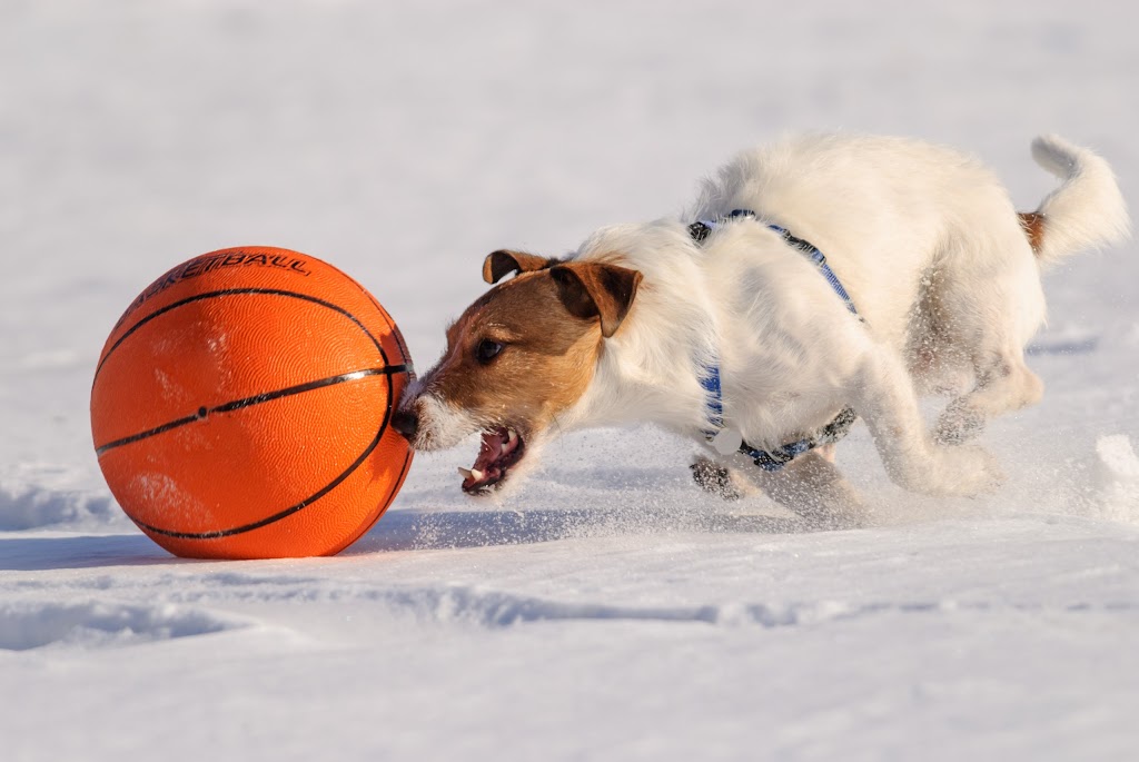 Centre Canin Des Ruisseaux | 3075 Mnt Saint-Aubin, Laval, QC H7L 4E4, Canada | Phone: (450) 687-5300