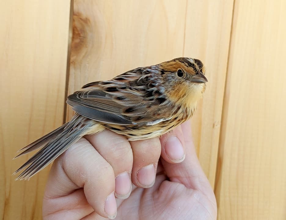 Delta Marsh Bird Observatory | Rockwood, MB R0C 3A0, Canada