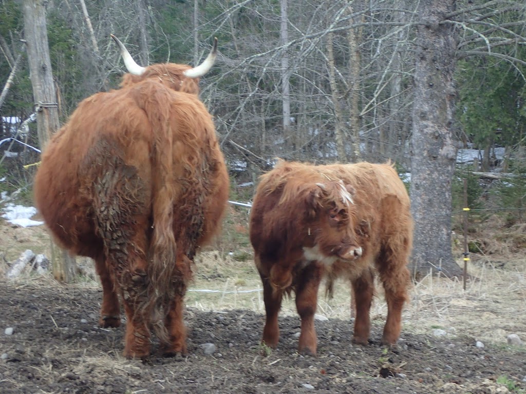 Ferme Morgan | 92 Chemin Morgan, Montcalm, QC J0T 2V0, Canada | Phone: (819) 687-2434