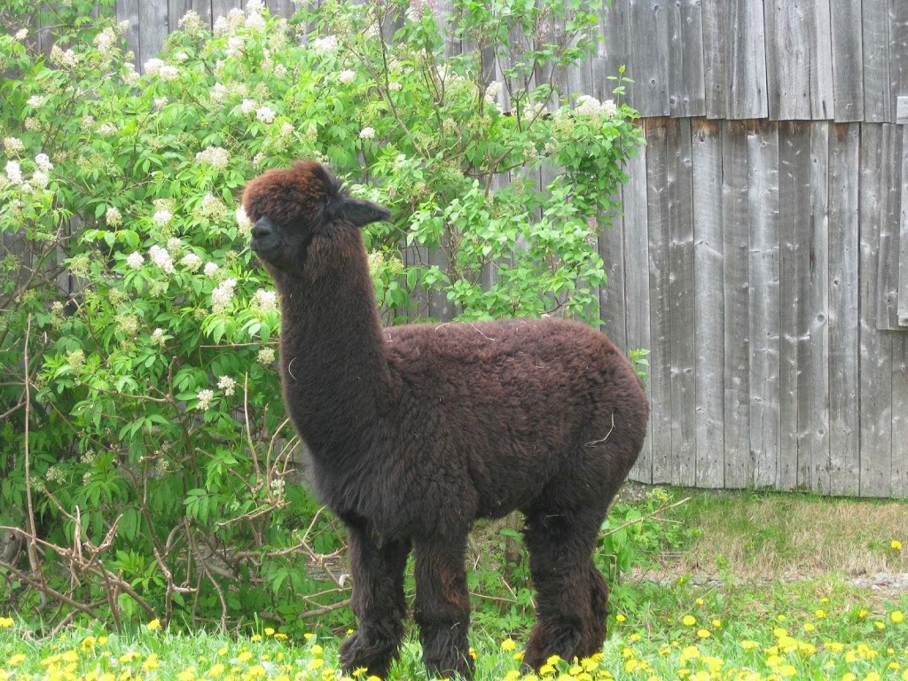 Alpacas Appalachian | 927 Rang Saint-André, Saint-Elzéar, QC G0S 2J2, Canada | Phone: (418) 387-6334