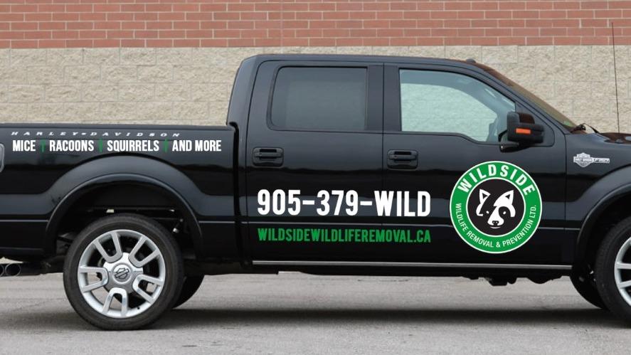 Wildside Wildlife Removal & Prevention Ltd. | 3077 Mainway, Burlington, ON L7M 1A1, Canada | Phone: (905) 379-9453