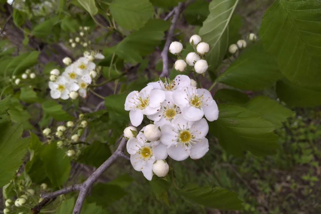 Sydenham River Nature Reserve | 2740 Buttonwood Dr, Glencoe, ON N0L 1M0, Canada | Phone: (800) 440-2366