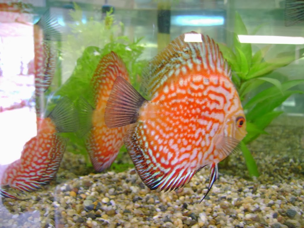 My Fish Tank | 1925 Bowen Rd #32, Nanaimo, BC V9S 1H1, Canada | Phone: (250) 585-5457