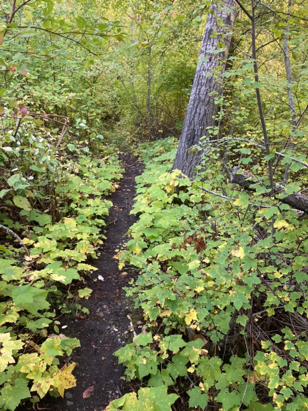 Godey Creek Hiking Trails Rec Site | Hamilton Hill Rd, Merritt, BC V1K 0B2, Canada | Phone: (604) 819-8825