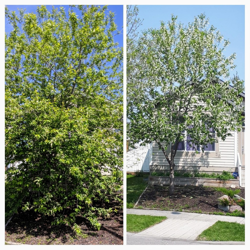 Turning Leaf Tree Service - Calgary Arborists | Box 43173 Deer Valley, Calgary, AB T2J 7A7, Canada | Phone: (403) 369-0043