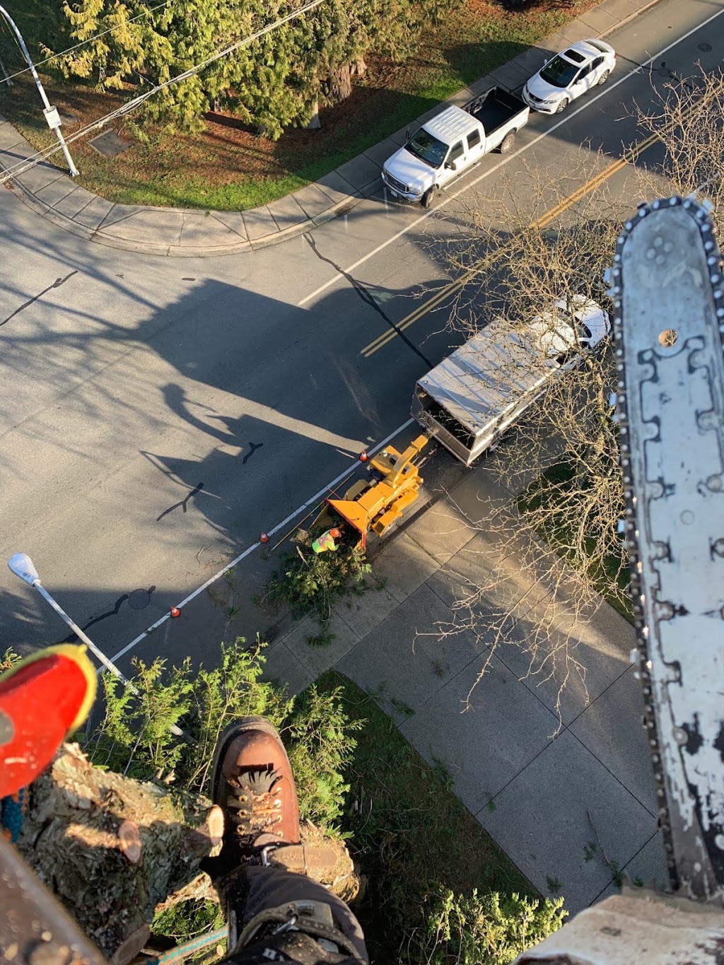 Bold Tree Service | 2937 224 St, Langley, BC V2Z 3B4, Canada | Phone: (778) 242-5094