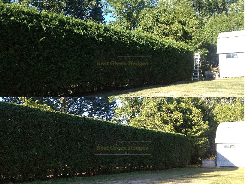 Best Green Hedges | 5849 Third Line Rd N, North Gower, ON K0A 2T0, Canada | Phone: (613) 796-7401