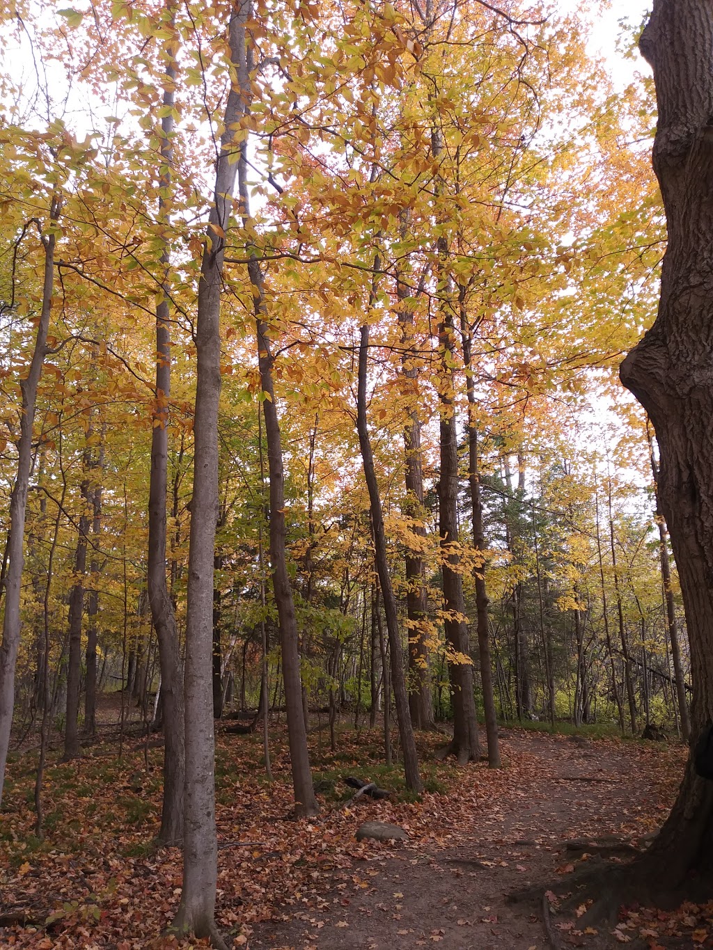 Jack Pine Trail | Moodie Dr, Nepean, ON K2R 1H4, Canada