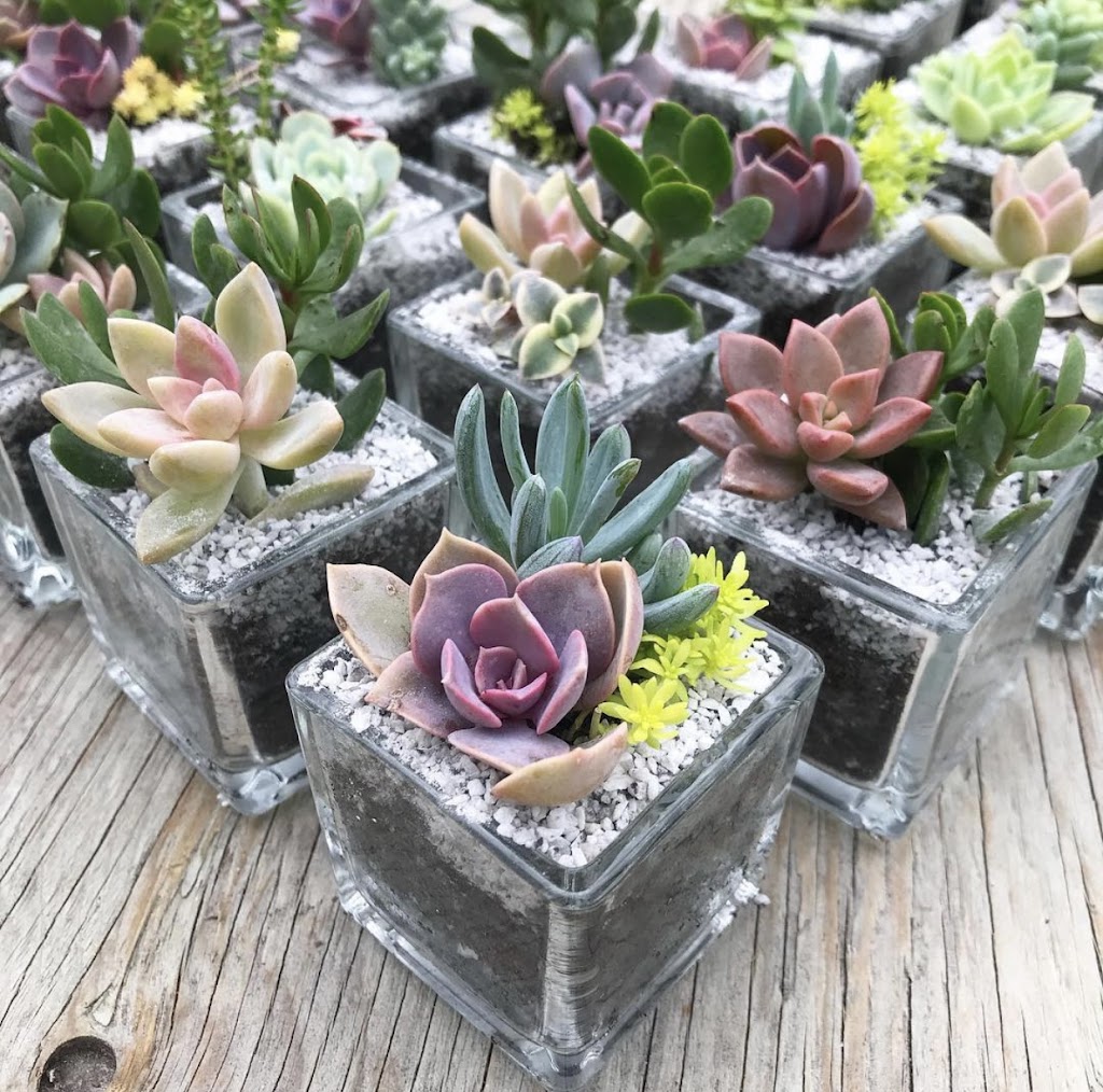 Canadian Succulents | Box 886, 3520 Durham Regional Rd 1, Uxbridge, ON L9P 1R4, Canada | Phone: (416) 464-8879