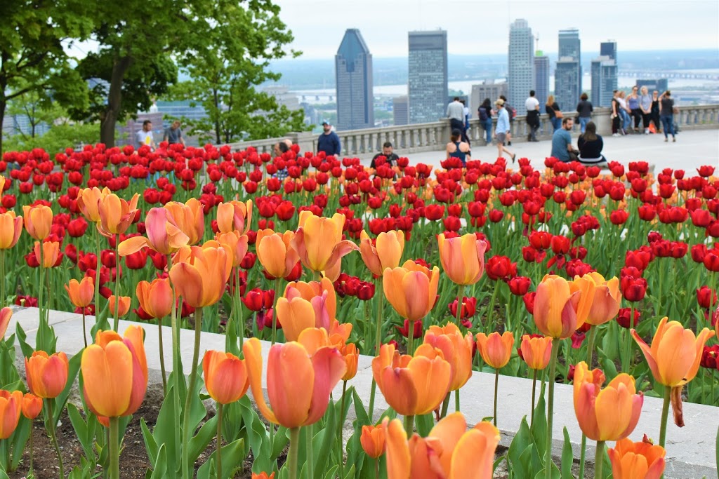 Mount Royal Park | 1260 Chemin Remembrance, Montréal, QC H3H 1A2, Canada | Phone: (514) 843-8240