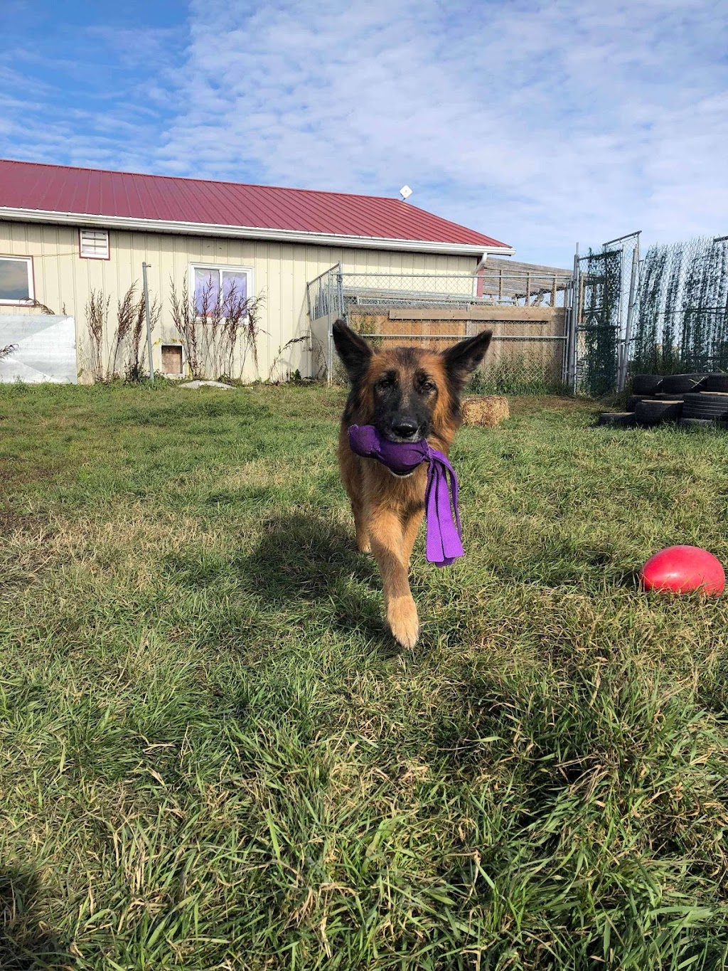 CARES K9 Adoption Option | 1070 South Ave, Millet, AB T0C 1Z0, Canada | Phone: (780) 980-7387