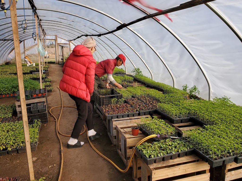 Korean Vegetable Farm | 8576 Guelph Line, Milton, ON L0P 1B0, Canada | Phone: (905) 299-3511