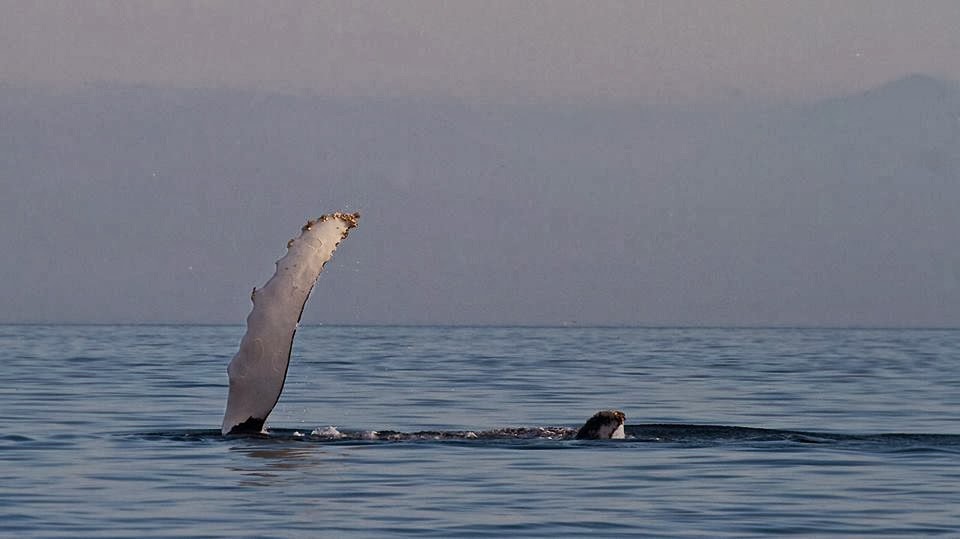 Sooke Whale Watching | 1581 Dufour Rd, Sooke, BC V9Z 0T6, Canada | Phone: (250) 642-2343