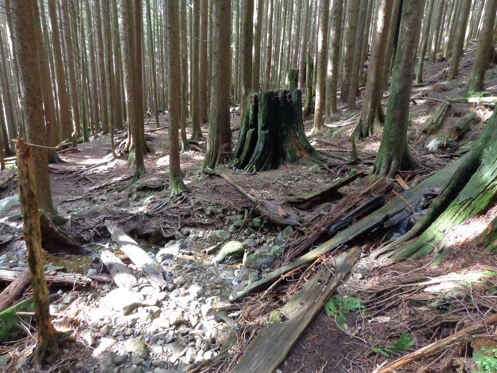 Lawson Creek Trail | Unnamed Road, West Vancouver, BC V7S 3H3, Canada | Phone: (604) 925-7275