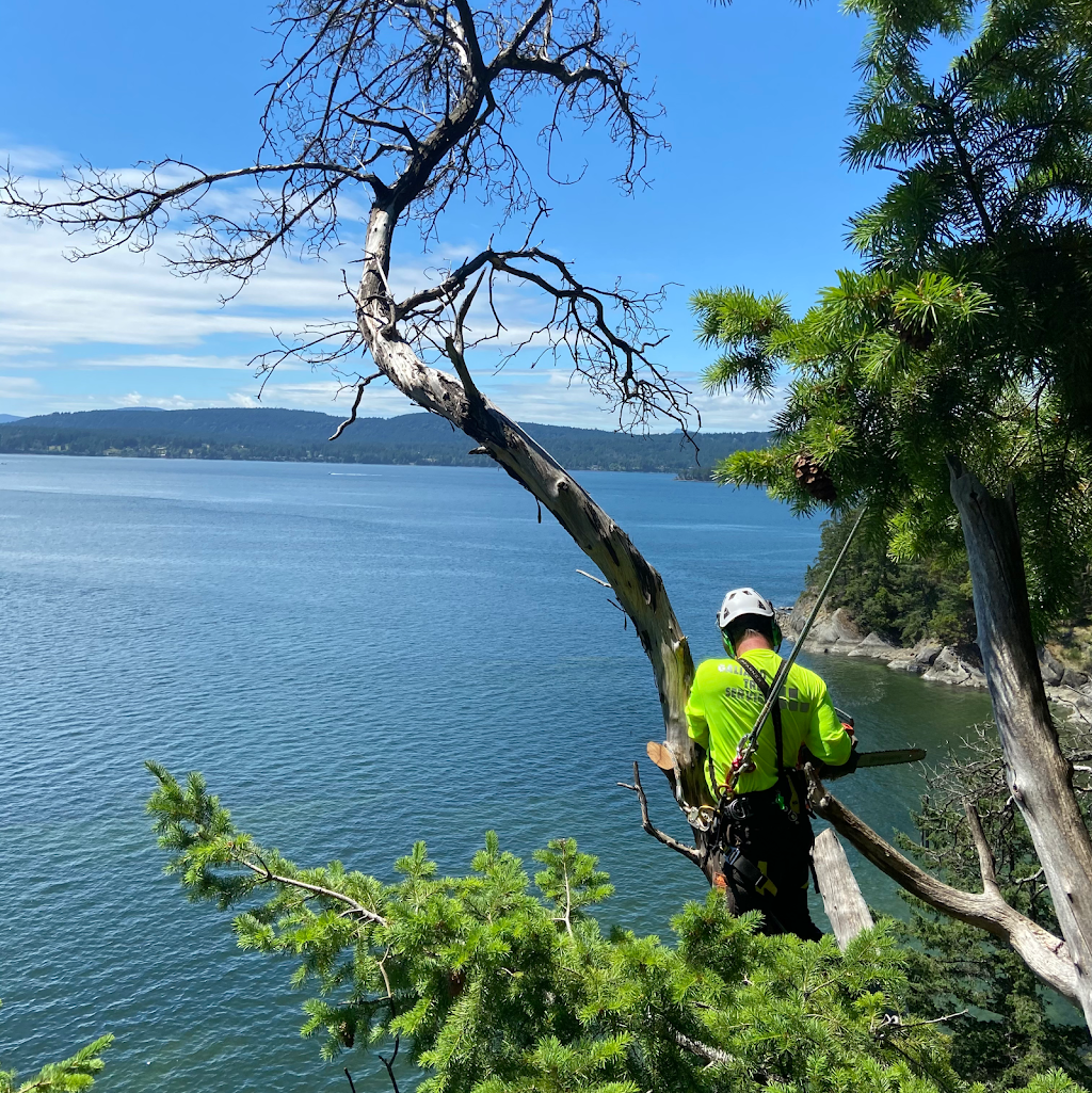 Galiano Tree Service | 398 Morgan Rd, Galiano Island, BC V0N 1P0, Canada | Phone: (250) 539-3600