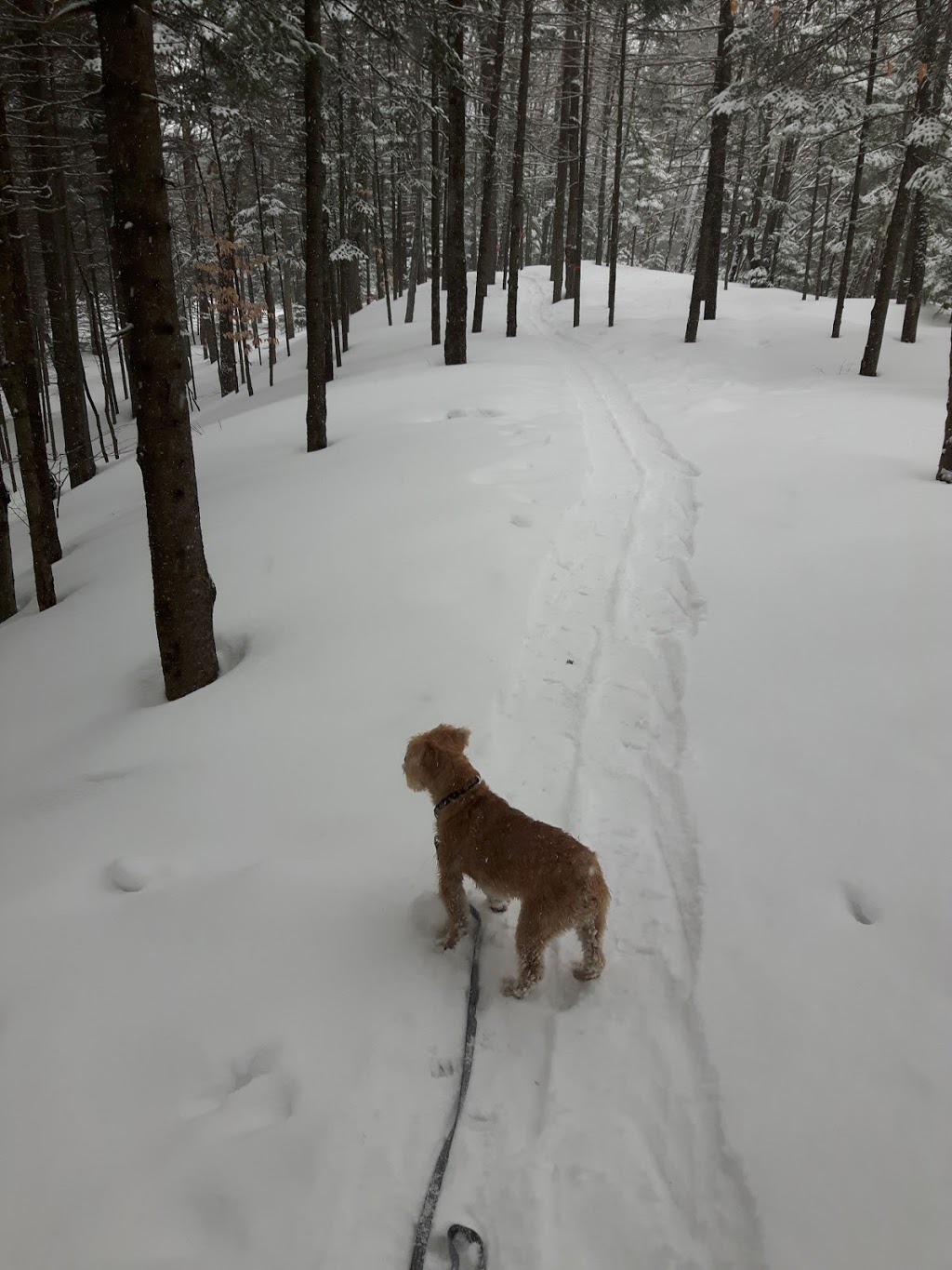 Parc Courcival | Rue Courcival, Québec, QC G1C 7H8, Canada