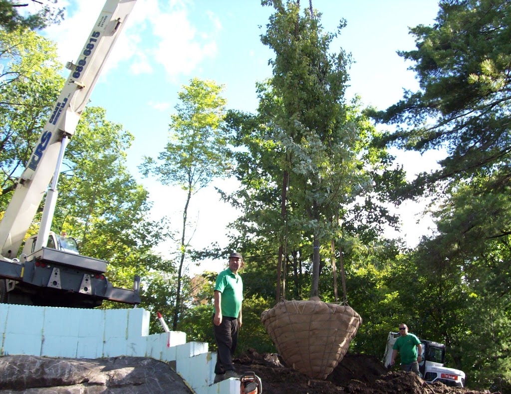 Hall Tree Spading a Division of Beech Nursery Group | 16725 Jane Street, King, ON L7B 0G8, Canada | Phone: (800) 463-1996