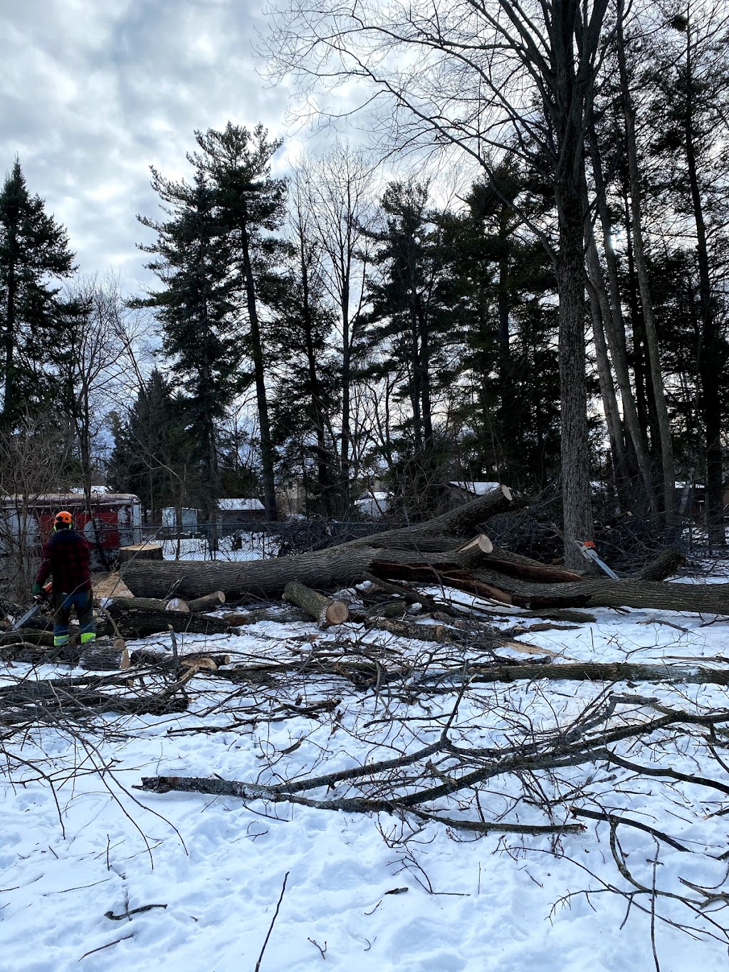 CBL TREE SERVICE | 1150 McGregor Bay Rd, Keene, ON K0L 2G0, Canada | Phone: (705) 931-2227