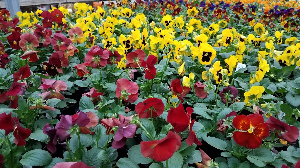 Vander Giessen Nursery | 401 E Grover St, Lynden, WA 98264, USA | Phone: (360) 354-3097