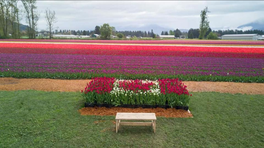 Chilliwack Tulip Festival (Tulips of the Valley) | 41310 Yale Rd, Chilliwack, BC V2R 4J3, Canada | Phone: (604) 703-6122