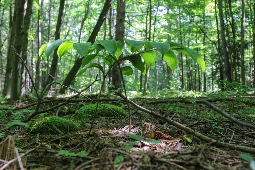 Grey Sauble Conservation Authority | 237897 Inglis Falls Rd, Owen Sound, ON N4K 5N6, Canada | Phone: (519) 376-3076