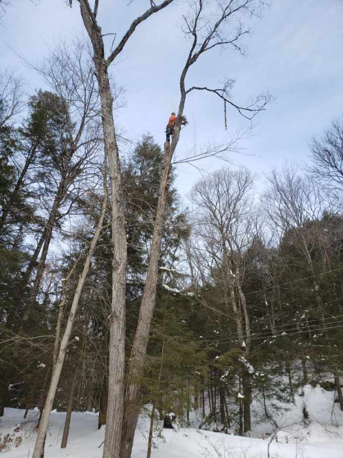 Skeletonizer Tree Services | 1088 St Peters Rd, Algonquin Highlands, ON K0M 1J1, Canada | Phone: (705) 457-8732