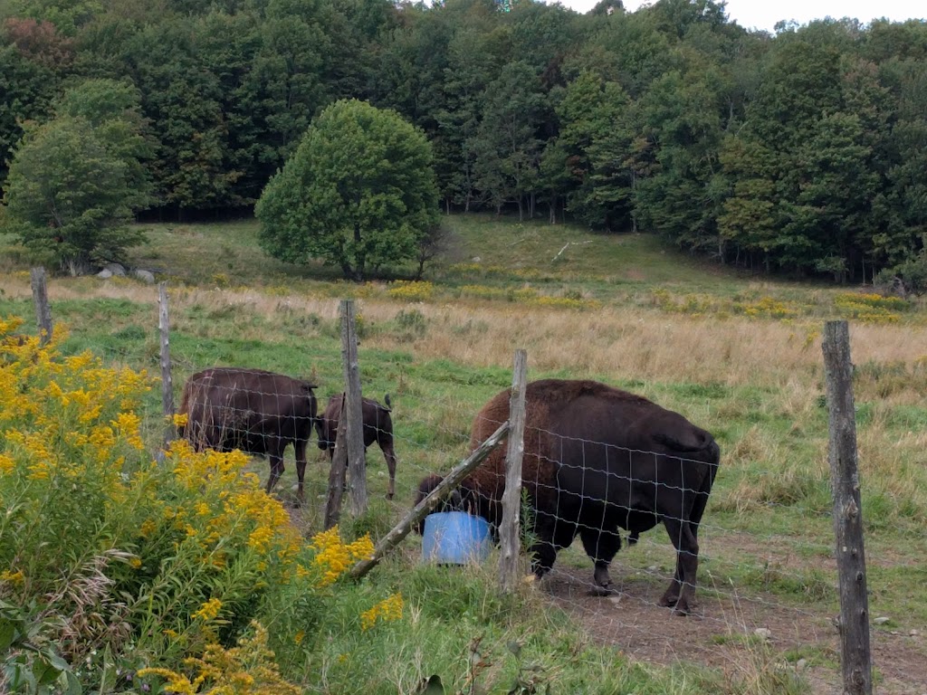 Fitch Bay Bison | 1260 Chem. Gendron, Memphrémagog, QC J1X 3W4, Canada | Phone: (819) 843-0527