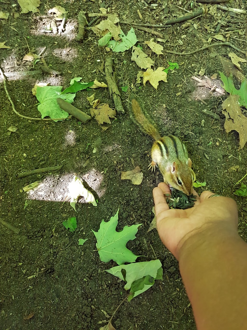 Chipmunk Trail | Moodie Dr, Nepean, ON K2R 1H8, Canada