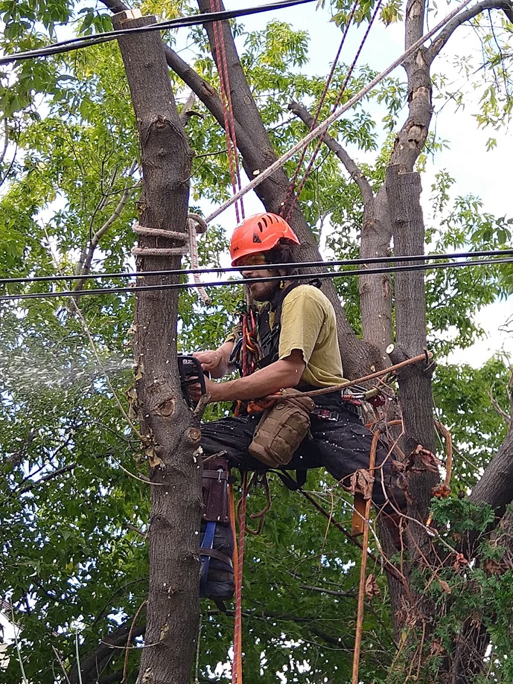 Les Arboristes Grimpeurs | Rue Mazur, Rawdon, QC J0K 1S0, Canada | Phone: (450) 833-1998