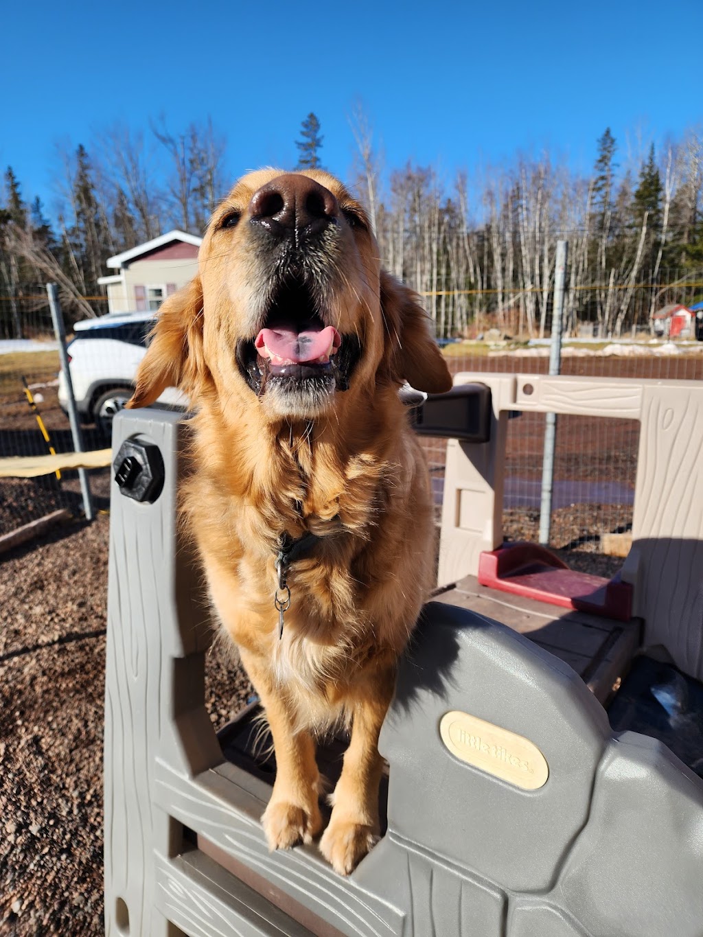 Divine Canine Doggy Daycare and Retreat | 864 Upper River John Rd, Tatamagouche, NS B0K 1V0, Canada | Phone: (902) 957-9663