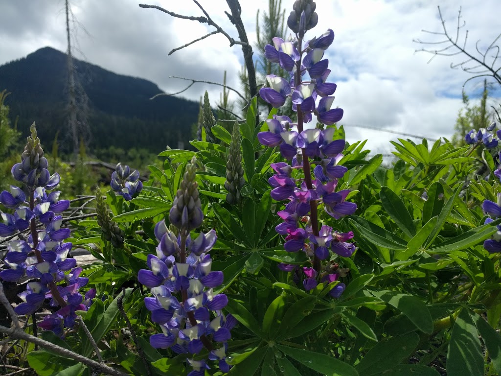 Christie Falls Trailhead | Terrace Mountain Rd, Douglas Lake, BC V0E 1S0, Canada