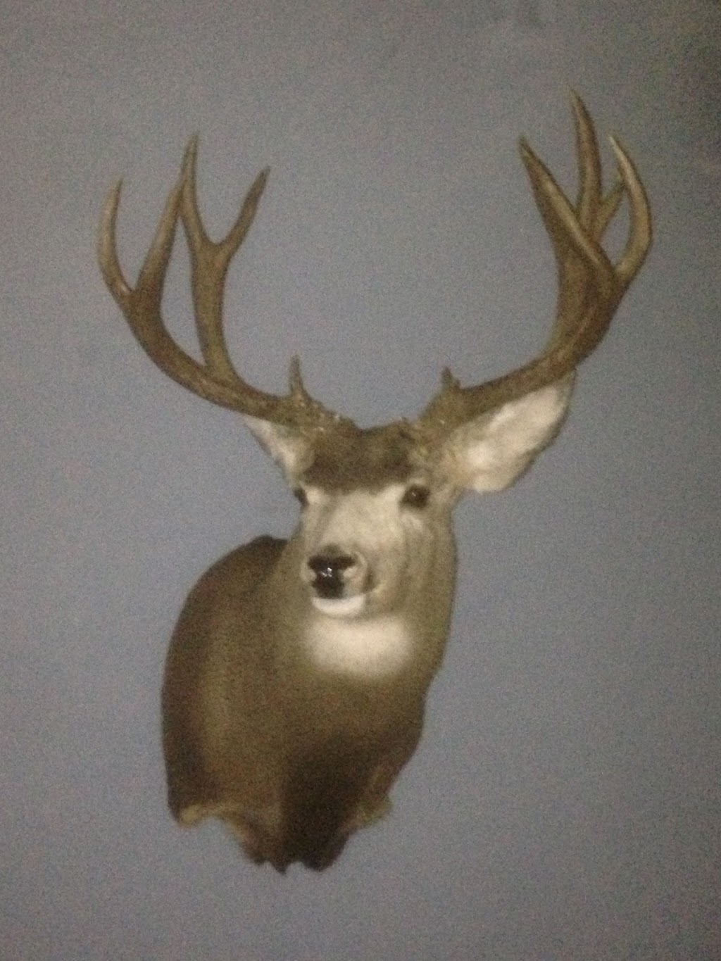 North Western Taxidermy | 116 Running Creek Rd NW, Edmonton, AB T6J 6N9, Canada | Phone: (780) 484-8558