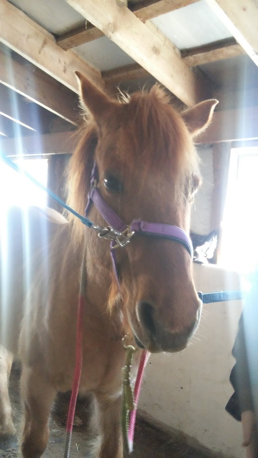 Twisted Willow Equestrian Center | 1255 Dingman Dr, London, ON N6N 1G6, Canada | Phone: (519) 852-8645