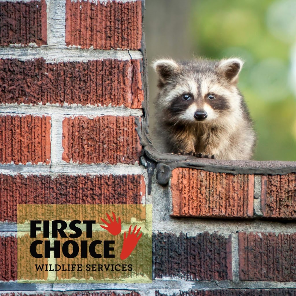 First Choice Wildlife Services | Oakville, ON L6H 0P9, Canada | Phone: (905) 399-4670