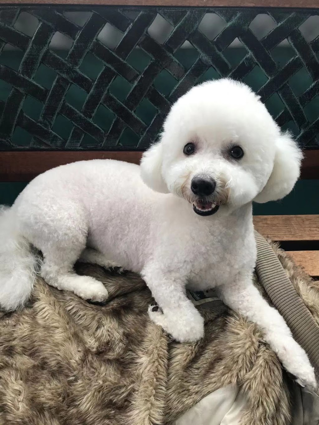 Paw Palace Dog Grooming 宠妃宠物美容 | 4051 Macdonald St, Vancouver, BC V6L 2N8, Canada | Phone: (604) 722-2070