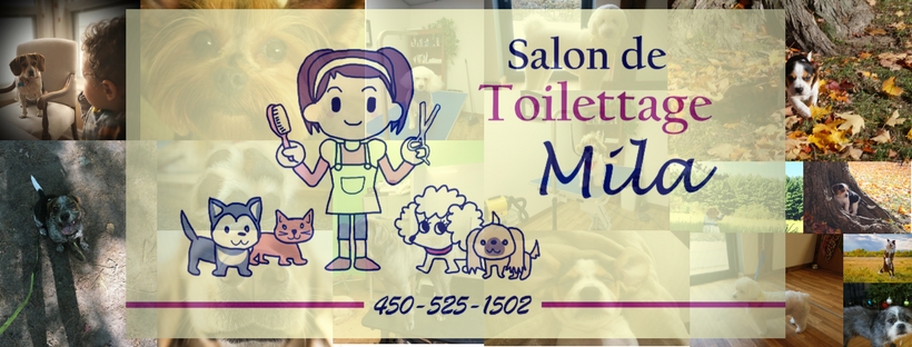 Salon de Toilettage Mila | 312 Rue la Fontaine, Granby, QC J2G 1M1, Canada | Phone: (450) 525-1502