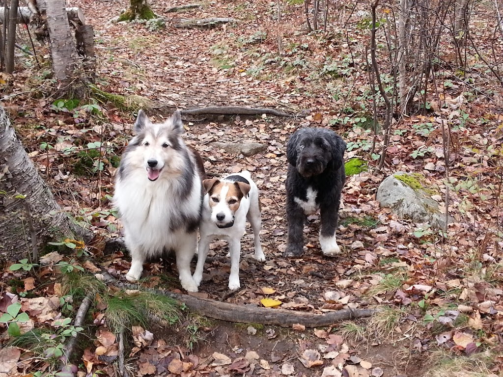 Invisible Fence Pet Containment | 67 Appleby Dr, Rothesay, NB E2H 1P3, Canada | Phone: (506) 849-9155