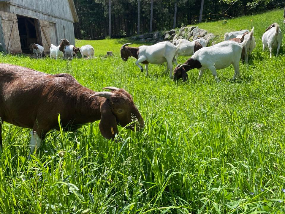 Ferme de la Colline | 486 3e Rang E, Saint-Joachim-de-Shefford, QC J0E 2G0, Canada | Phone: (450) 531-1659