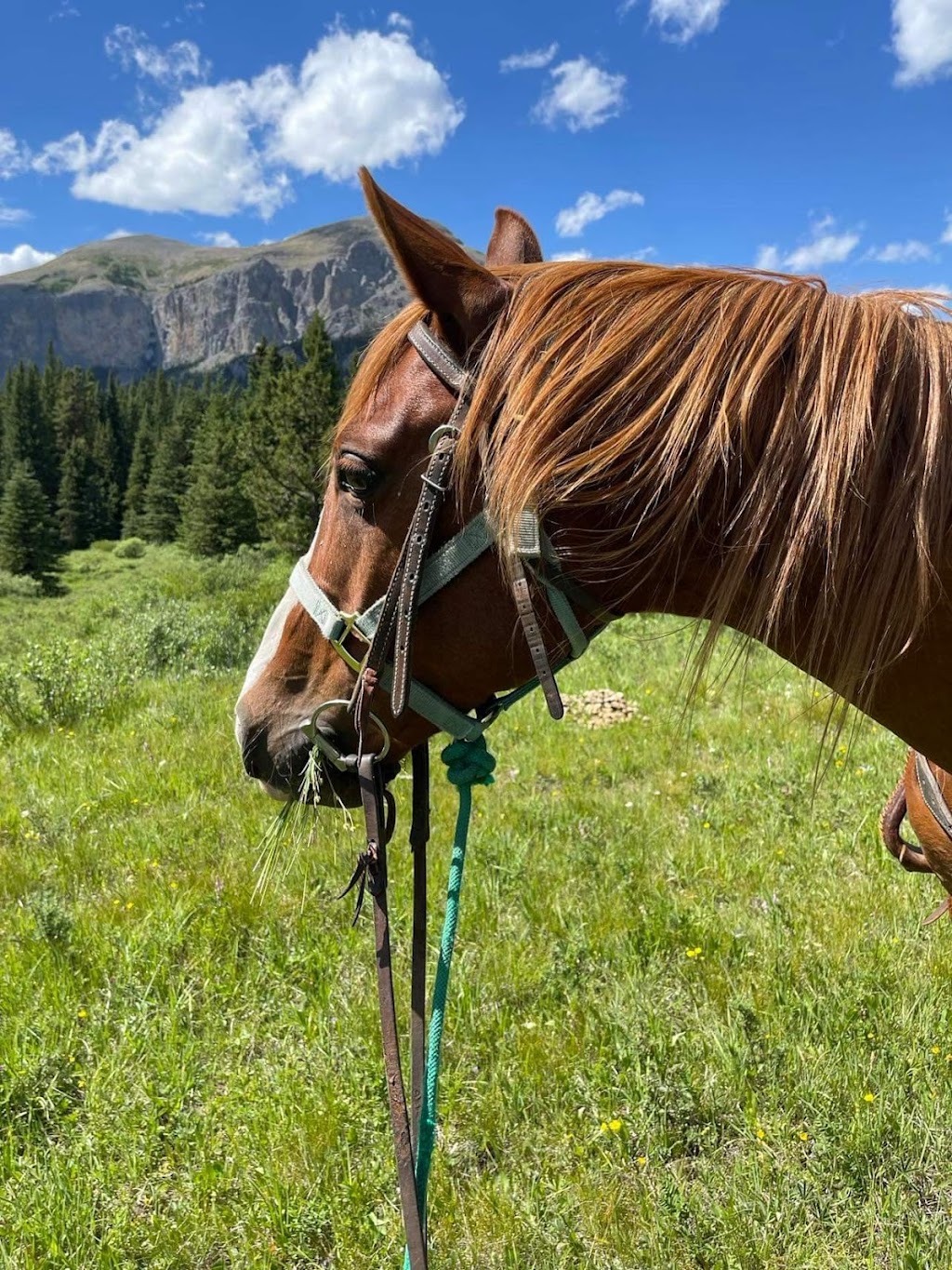 Saddle Peak Trail Rides | Alberta T0L 1N0, Canada | Phone: (403) 922-7430