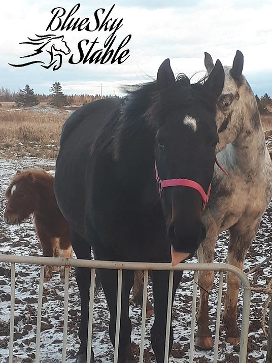 Blue Sky Stables | 370 Diversion Rd, Ellerslie, PE C0B 1J0, Canada | Phone: (902) 303-6908