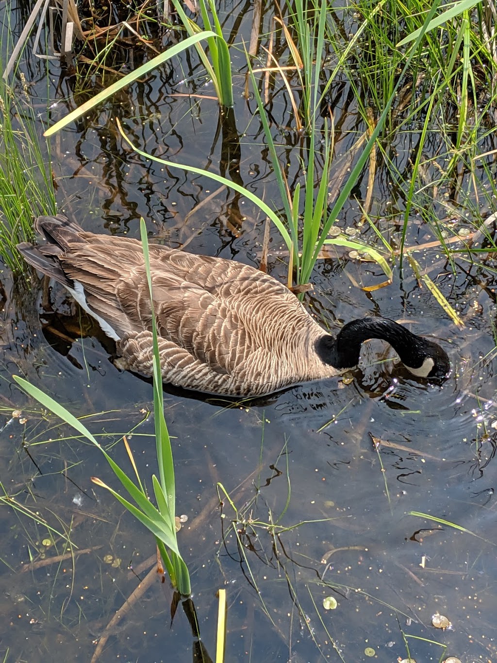 Upper Canada Bird Sanctuary Visitor Centre | 5853 Morrisons Rd, Ingleside, ON K0C 1M0, Canada | Phone: (613) 537-2024