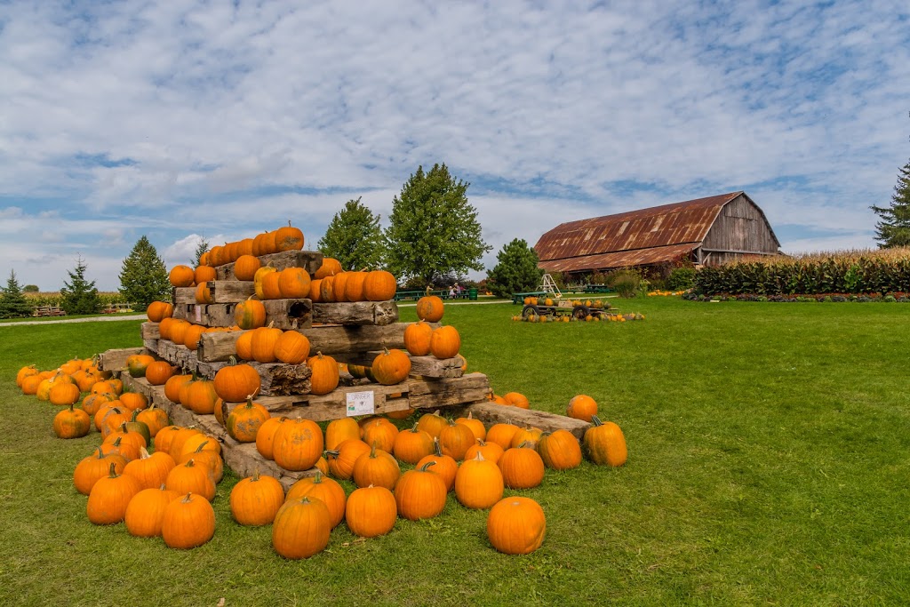 Knoxs Pumpkin Farm | 6325 Enfield Rd, Hampton, ON L0B 1J0, Canada | Phone: (905) 263-2934