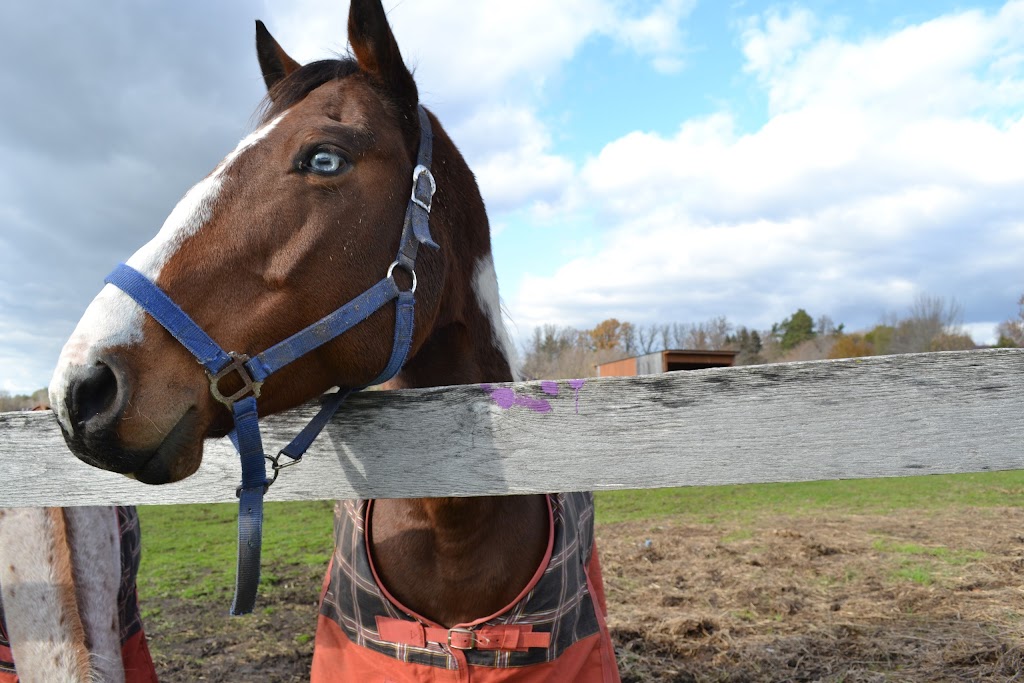 Well Dressed Equestrian Inc. | 10997 Kennedy Rd, Markham, ON L6C 1P2, Canada | Phone: (905) 903-8996