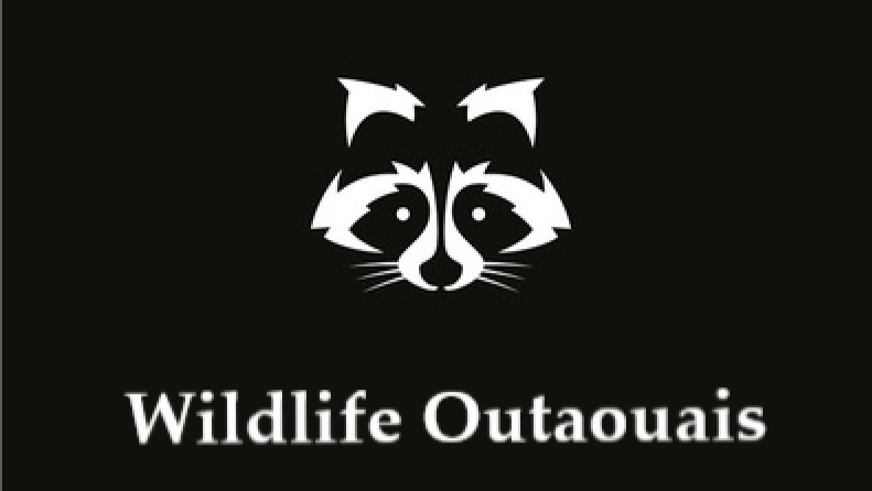 Wildlife Outaouais | 1368 Des, Rue des Fauvettes, Gatineau, QC J8R 1A7, Canada | Phone: (819) 968-5797