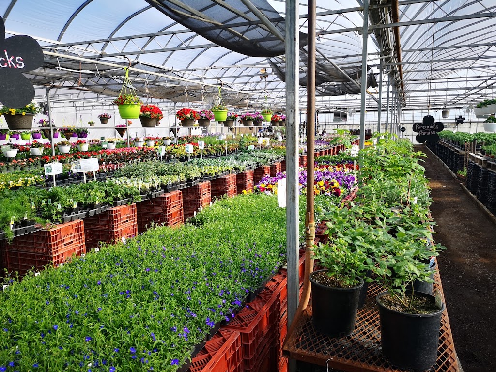 Forsters Greenhouse | Flagstaff County, AB T0B 1N0, Canada | Phone: (780) 582-2460