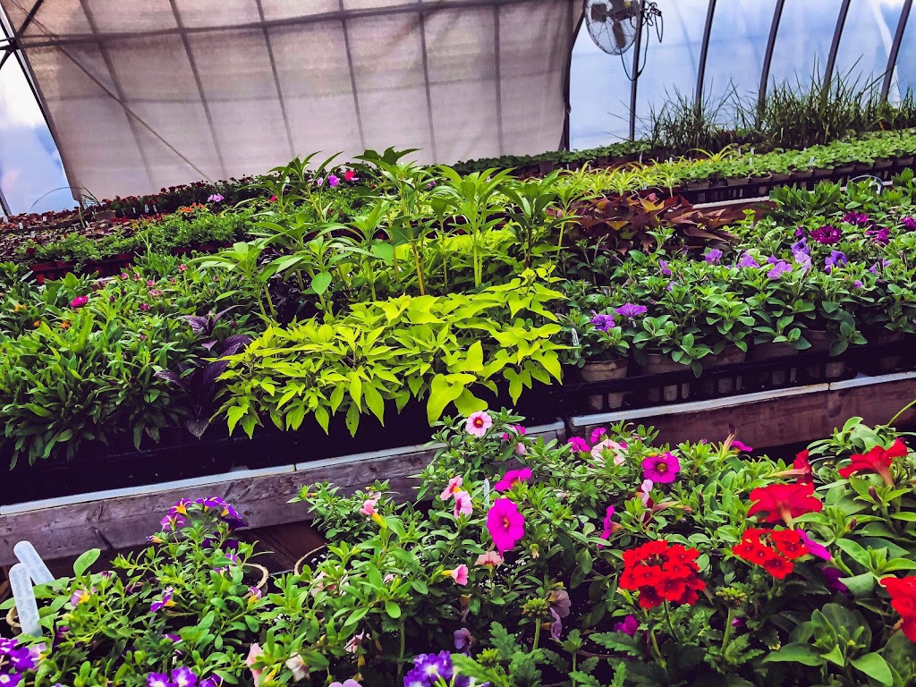 Souch Paradise Greenhouse | 84619 Button Line, Brussels, ON N0G 1H0, Canada | Phone: (226) 222-6216