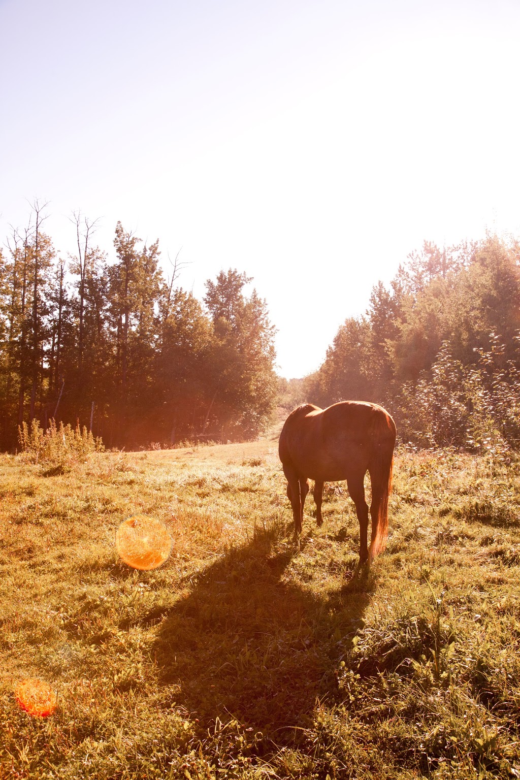 Dreamcatcher Nature-Assisted Therapy | 53044 RR 213, Ardrossan, AB T8G 2C4, Canada | Phone: (780) 809-1047