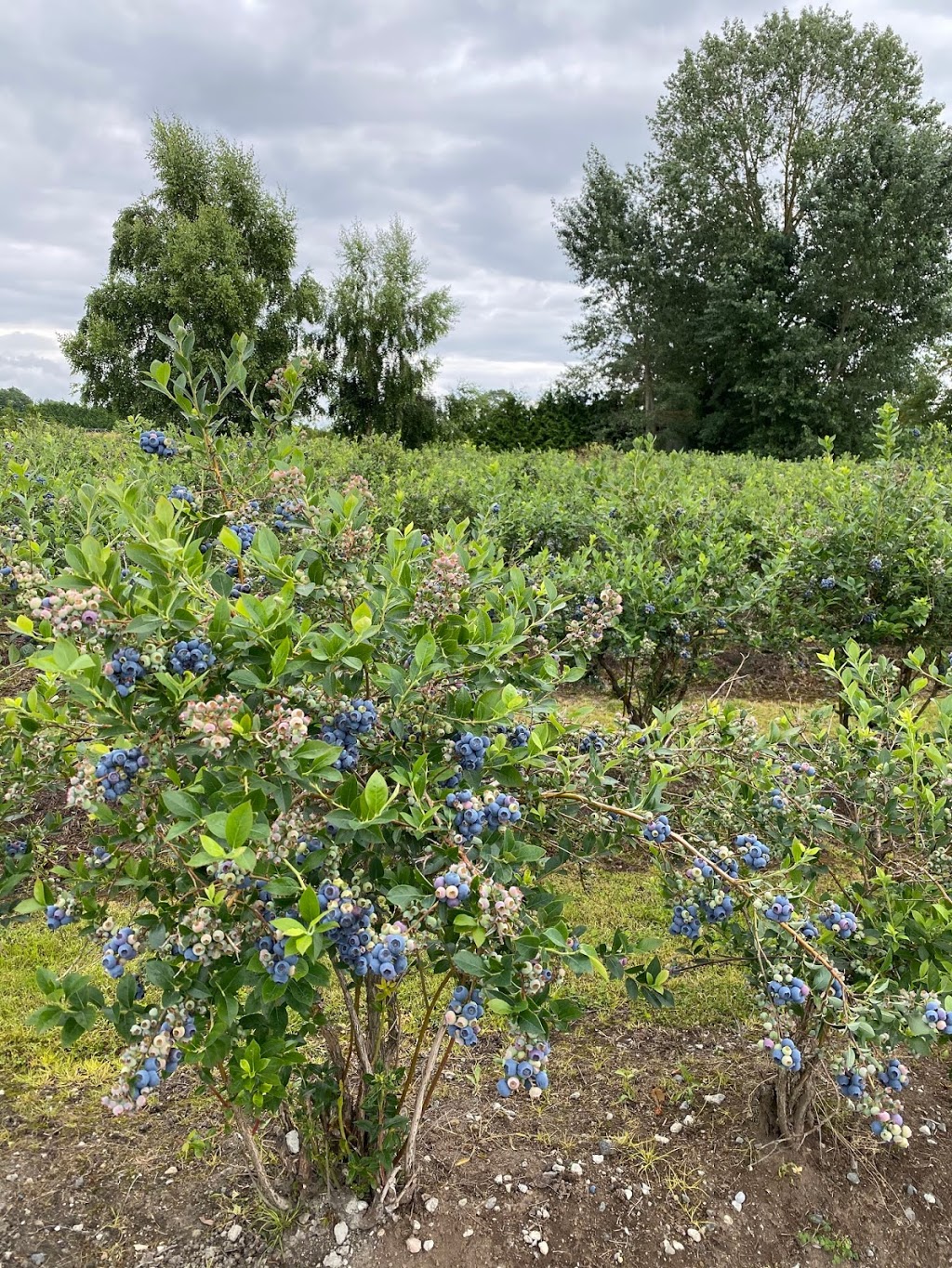 Khaira blueberry farm | 12460 Blundell Rd, Richmond, BC V6W 1B3, Canada | Phone: (604) 764-0454