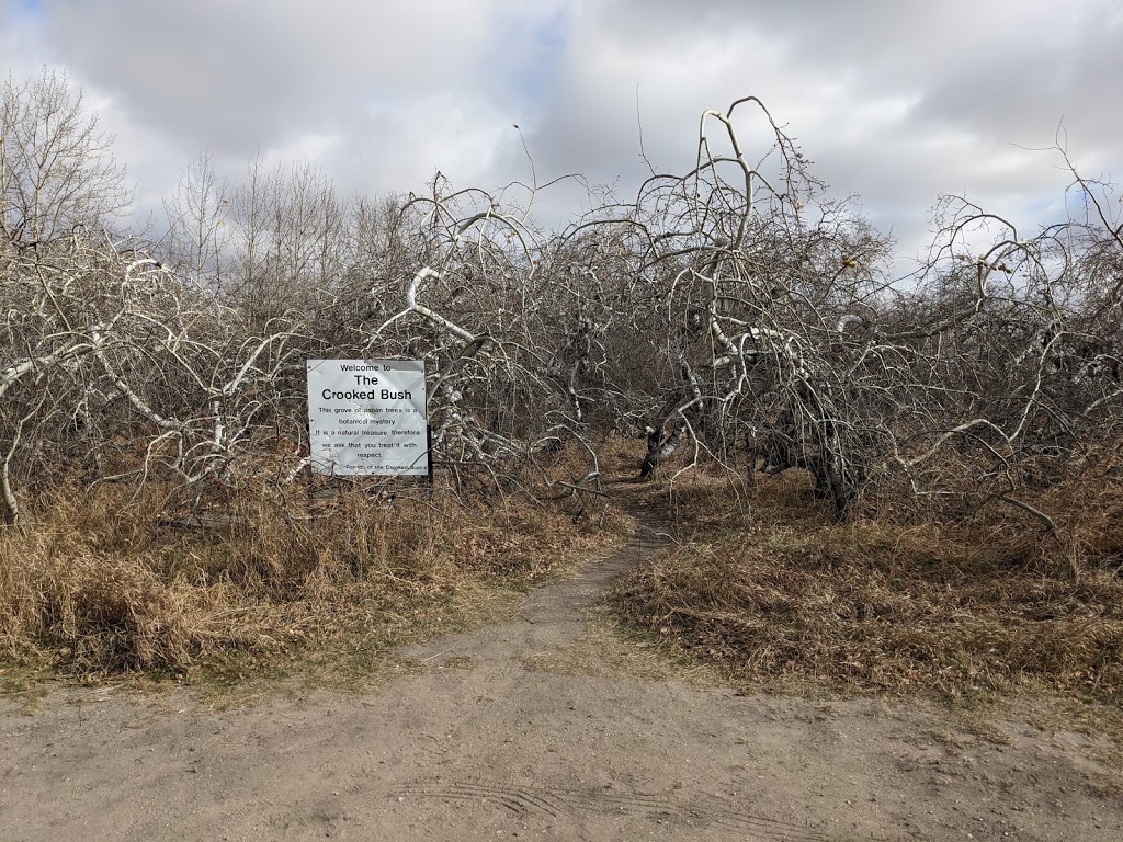 The Crooked Bush | Alticane, SK S0M 0A0, Canada | Phone: (306) 549-2331